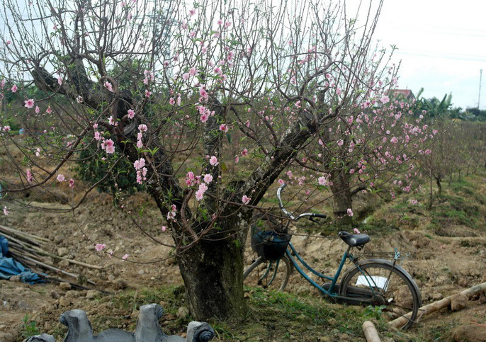 Nghề trồng đào quất: Người thu bạc tỷ, người trắng tay