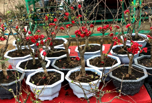 Mai, đào nhập khẩu giá chục triệu một bình hút khách