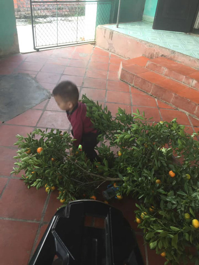 Chuyện bi hài ngày Tết của gia đình có con nhỏ: Bố mẹ hào hứng mua cây quất chơi Tết, con ra sức hái sạch Chuyện bi hài ngày Tết của gia đình có con nhỏ: Bố mẹ hào hứng mua cây quất chơi Tết, con ra sức hái sạch