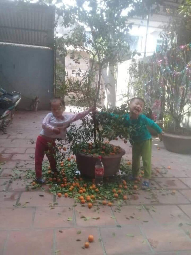 Chuyện bi hài ngày Tết của gia đình có con nhỏ: Bố mẹ hào hứng mua cây quất chơi Tết, con ra sức hái sạch