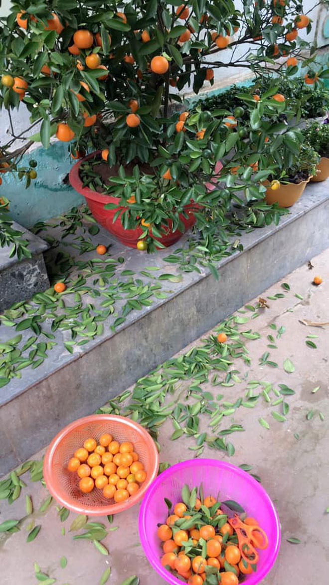 Chàng trai than thở mua quất cảnh mới được 2 hôm thì lá và quả rụng như sung chỉ vì tin lời quảng cáo của anh bán hàng