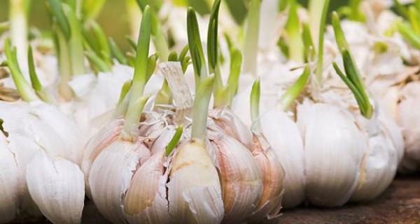 Sau Tết đừng tiếc rẻ những thực phẩm này vì rất độc hại, tuyệt đối đừng ăn