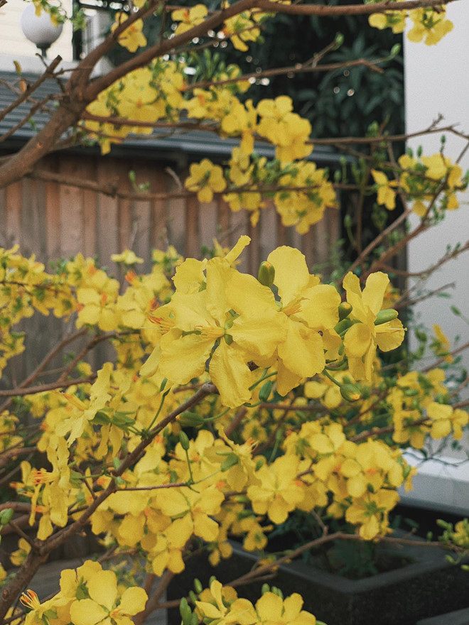 Tăng Thanh Hà khoe biệt thự triệu USD đầy ắp đào mai dịp Tết