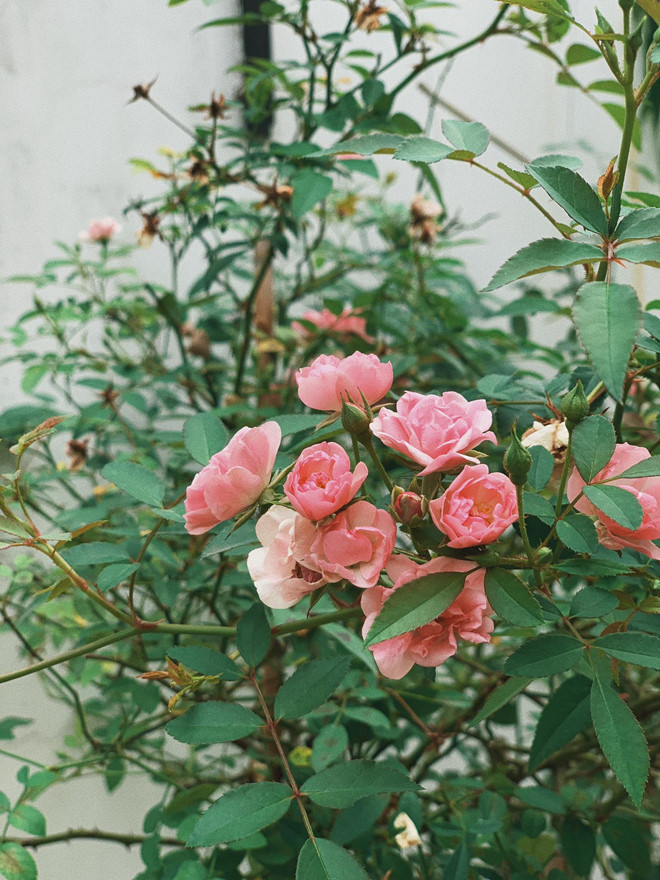 Tăng Thanh Hà khoe biệt thự triệu USD đầy ắp đào mai dịp Tết