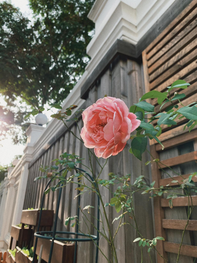 Tăng Thanh Hà khoe biệt thự triệu USD đầy ắp đào mai dịp Tết