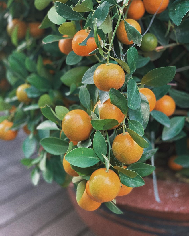 Tăng Thanh Hà khoe biệt thự triệu USD đầy ắp đào mai dịp Tết