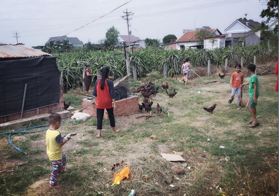 Chuyện hài hước cuối năm: Thấy cả nhà dọn dẹp stress quá, thanh niên 4 tuổi mở chuồng gà hơn 80 con cho mọi người sum vầy hơn