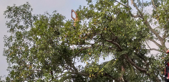 29 Tết, mẹ già phải leo xe thang thuyết phục con trai cố thủ trên ngọn cây ở Ninh Bình