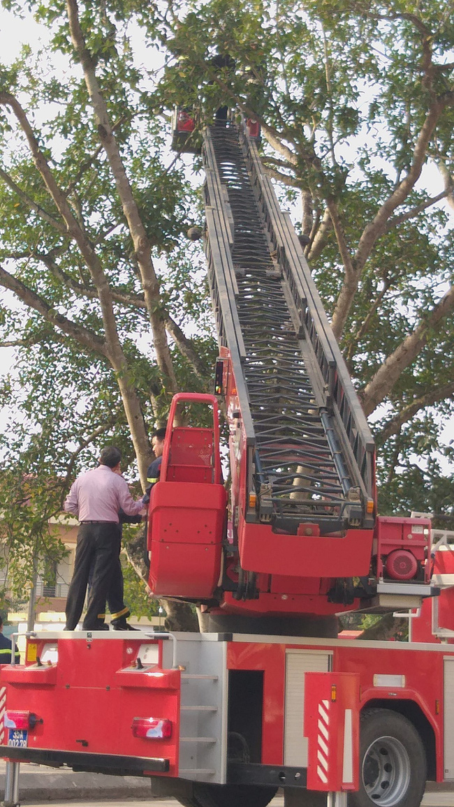 29 Tết, mẹ già phải leo xe thang thuyết phục con trai cố thủ trên ngọn cây ở Ninh Bình
