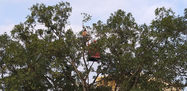 29 Tết, mẹ già phải leo xe thang thuyết phục con trai cố thủ trên ngọn cây ở Ninh Bình