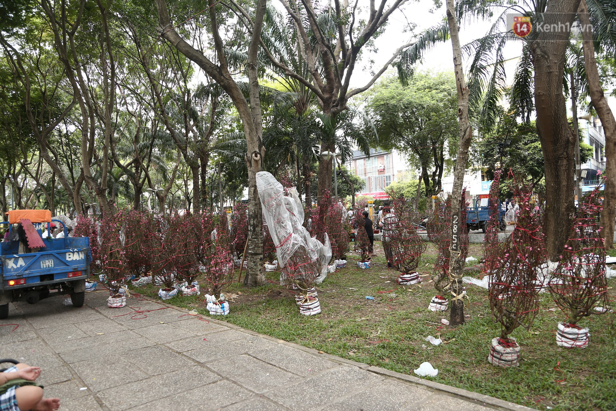 Trưa 30 Tết, nhiều tiểu thương Sài Gòn tự tay đập chậu hoa cảnh, vứt la liệt ở công viên