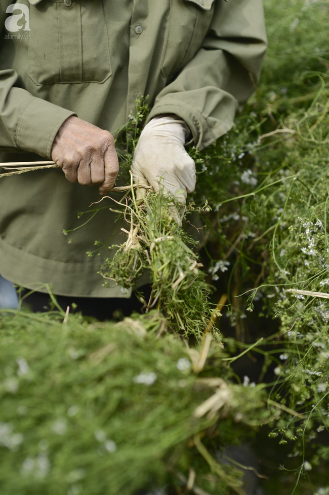 Ngày cuối năm tắm lá mùi già, nét truyền thống đẹp đậm vị Tết của miền Bắc