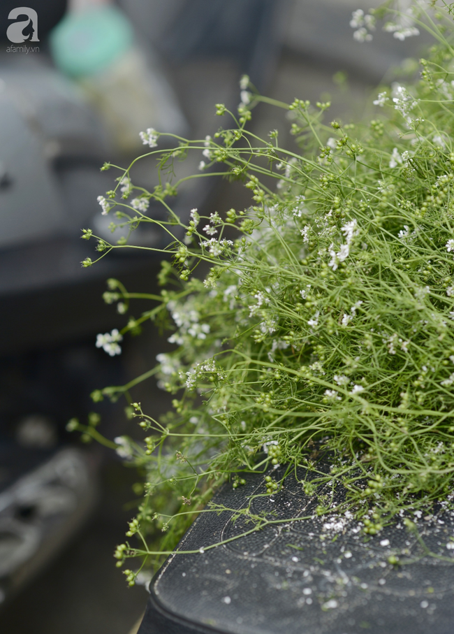 Ngày cuối năm tắm lá mùi già, nét truyền thống đẹp đậm vị Tết của miền Bắc