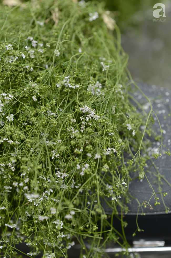 Ngày cuối năm tắm lá mùi già, nét truyền thống đẹp đậm vị Tết của miền Bắc