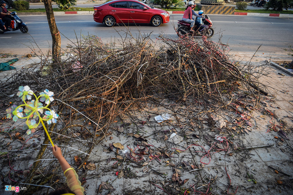 Đào quất vứt ngập phố, người dân thoải mái nhặt về chơi Tết