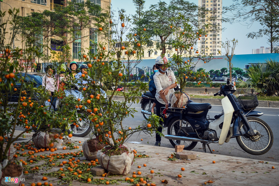 Đào quất vứt ngập phố, người dân thoải mái nhặt về chơi Tết