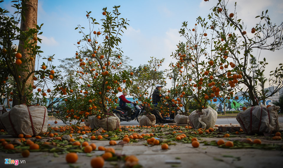 Đào quất vứt ngập phố, người dân thoải mái nhặt về chơi Tết