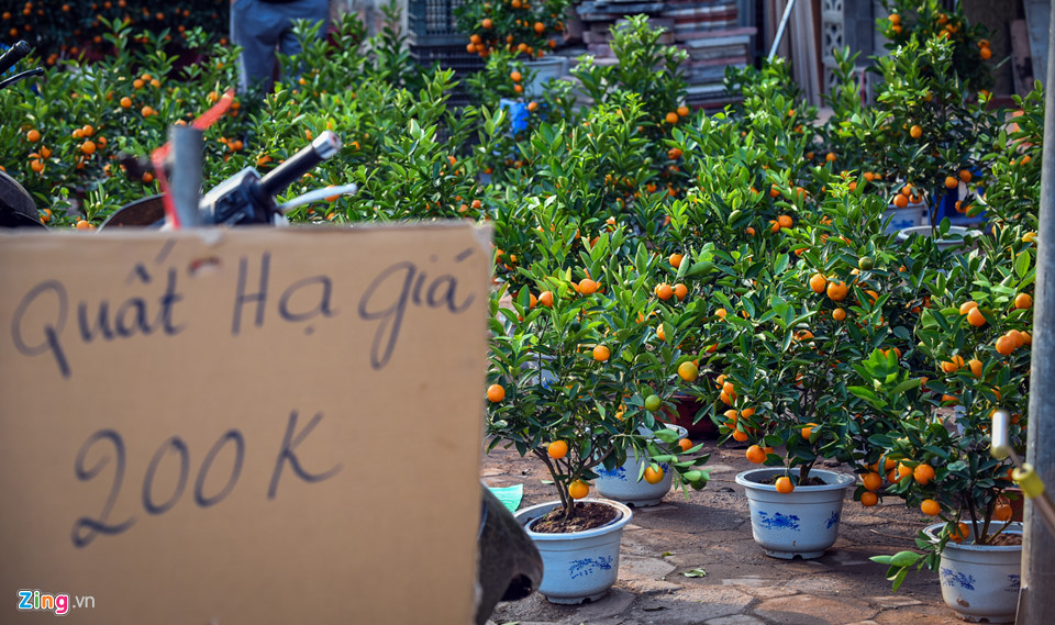 Đào quất vứt ngập phố, người dân thoải mái nhặt về chơi Tết