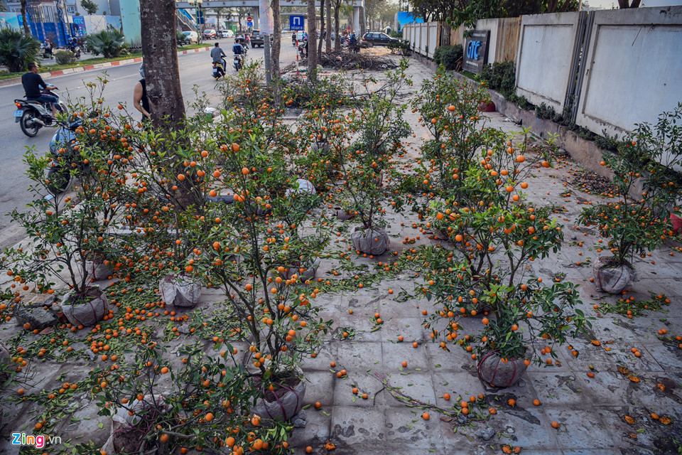 Đào quất vứt ngập phố, người dân thoải mái nhặt về chơi Tết