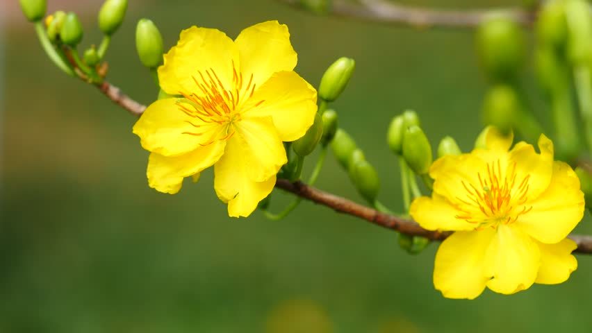 Lời chúc mừng năm mới Tết Kỷ Hợi 2019 hay, xúc động và ý nghĩa nhất