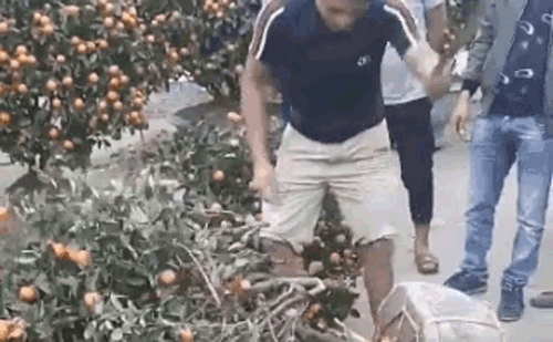 Người chặt quất cảnh giữa chợ hoa Tết vì bị ép giá đề nghị đăng clip lên để mọi người thấy?