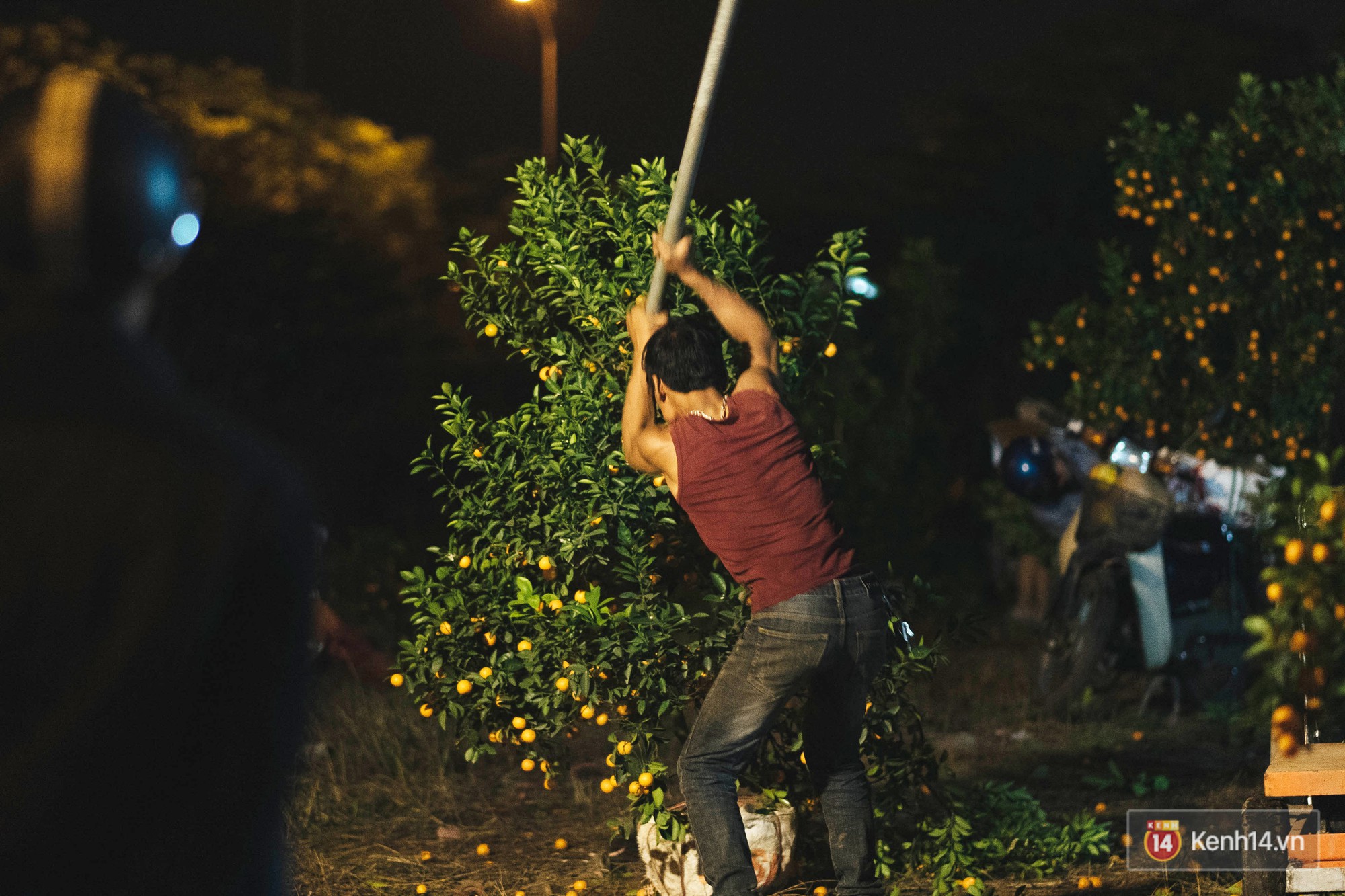 Tối 30 Tết, tiểu thương Hà Nội đập nát gốc quất, nhờ công nhân môi trường đem đốt chứ không muốn bán rẻ