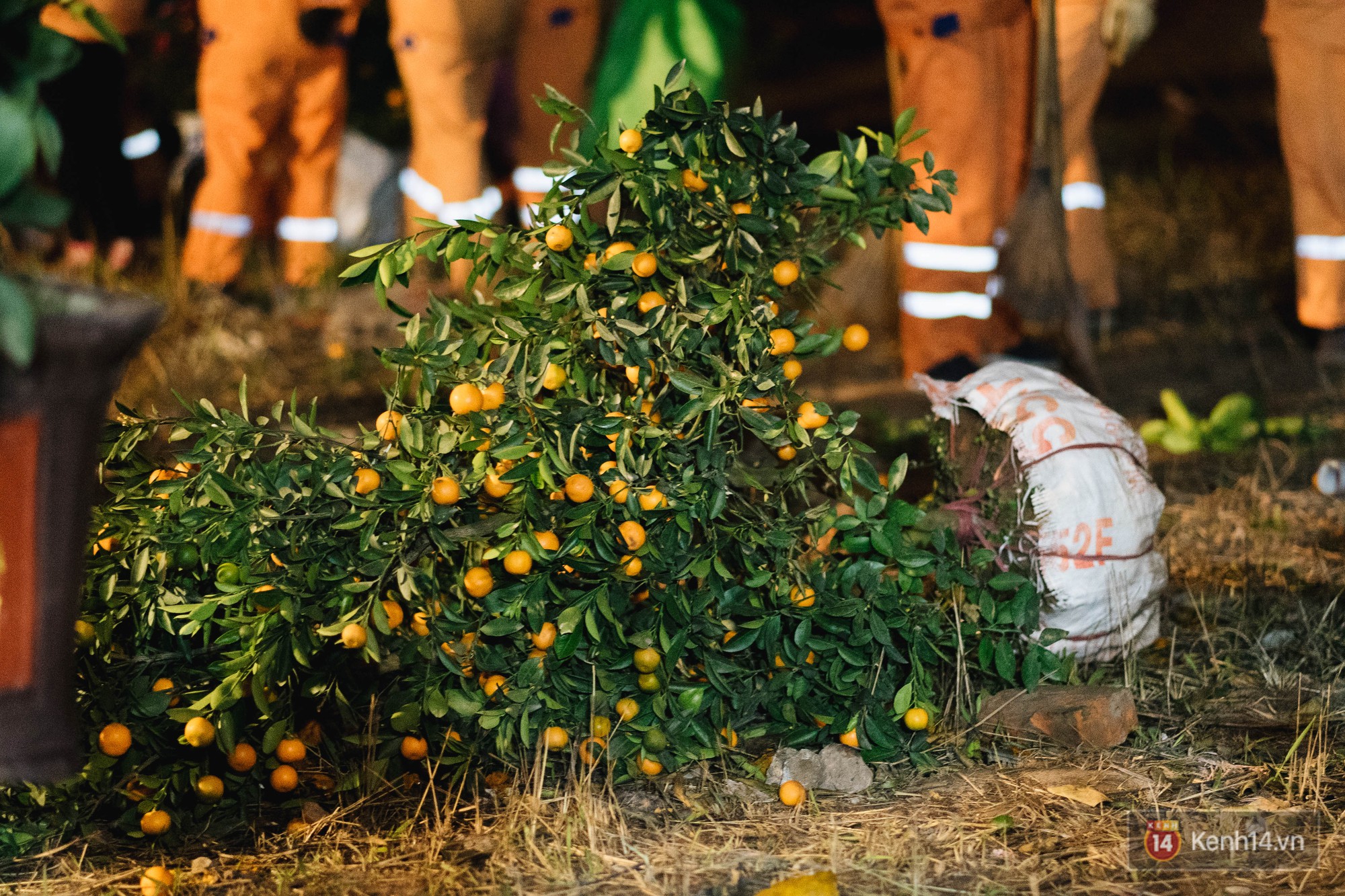 Tối 30 Tết, tiểu thương Hà Nội đập nát gốc quất, nhờ công nhân môi trường đem đốt chứ không muốn bán rẻ