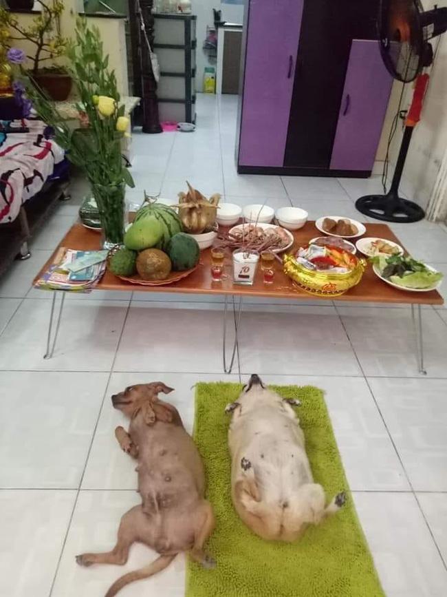 Mồng 1 Tết cười không ngậm được mồm với những chú gà dáng trên mâm cúng: Dáng đứng lả lơi, mặt biểu cảm hài hước