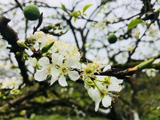 Giới trẻ tấp nập đổ về cao nguyên Mộc Châu du xuân Kỷ Hợi 2019