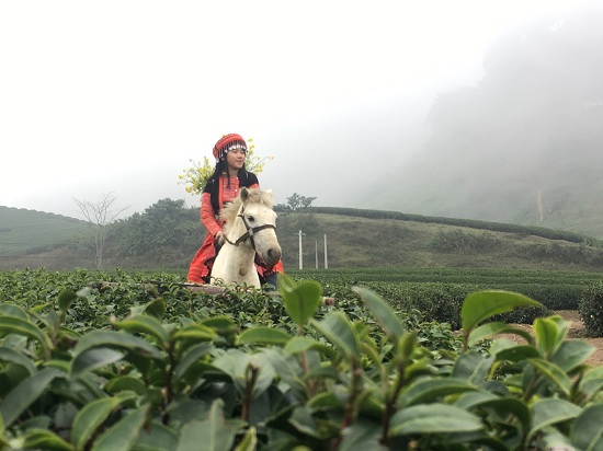 Giới trẻ tấp nập đổ về cao nguyên Mộc Châu du xuân Kỷ Hợi 2019