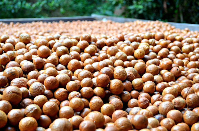 Sự thật về loại hạt nhiều gia đình bày trong khay mứt Tết: vì sao lại là đắt nhất thế giới