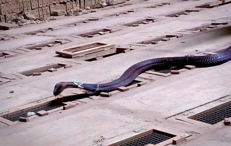 Tóm cổ rắn độc: Ông lão ôm vàng ròng đổi lấy ‘siêu xe’