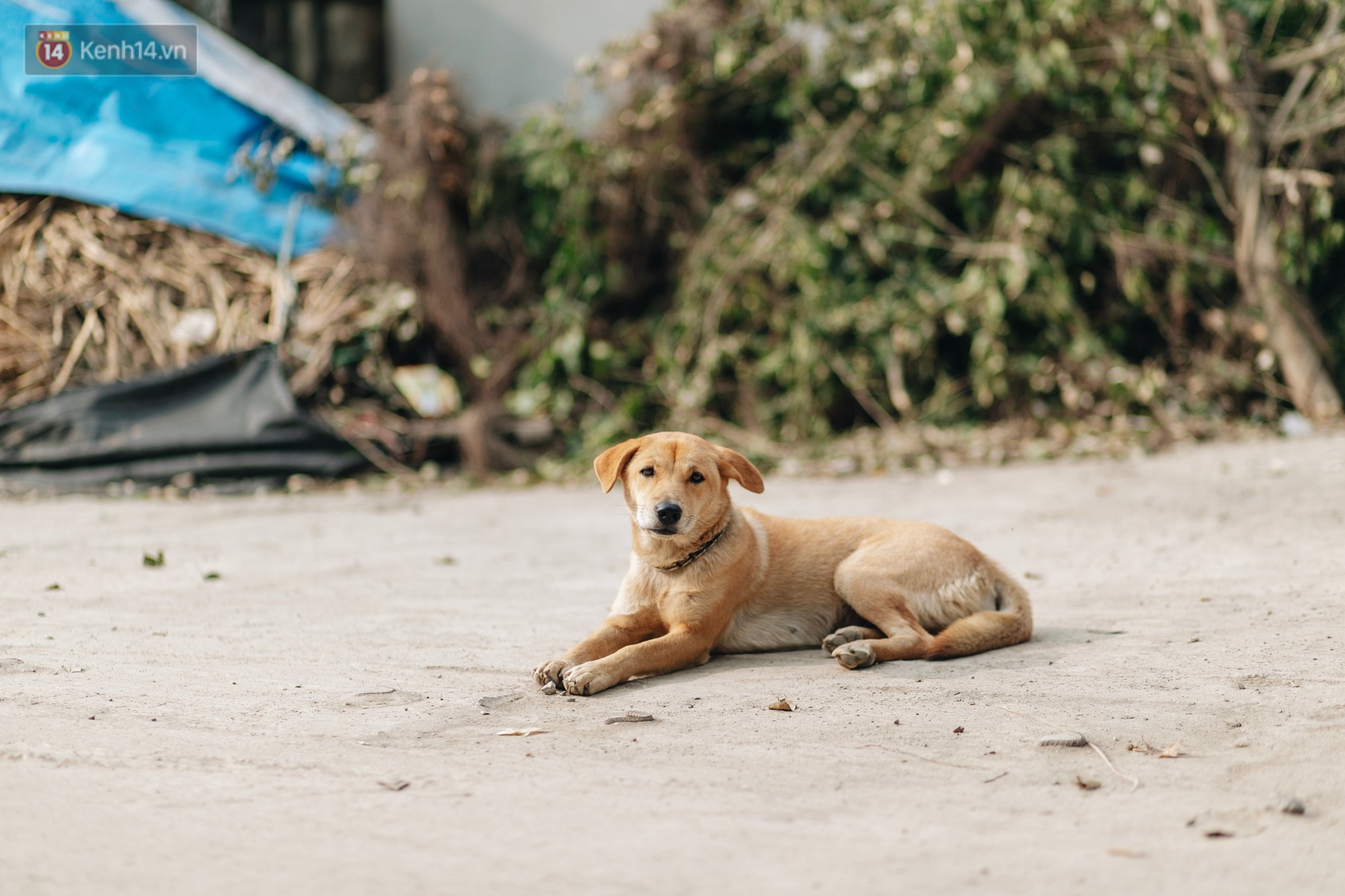 Về thăm ngôi làng ở Hà Nội ăn cả tấn thịt chó vào mùng 4 Tết hàng năm: Không ép bất cứ ai nếu họ không muốn ăn