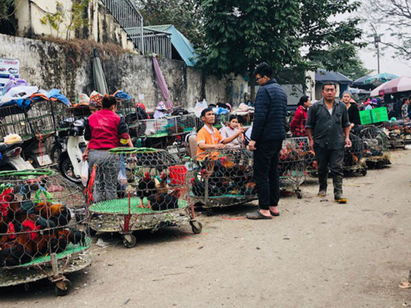 2 trường hợp nghi nhiễm cúm gia cầm sau nhiều năm dịch được khống chế trên người