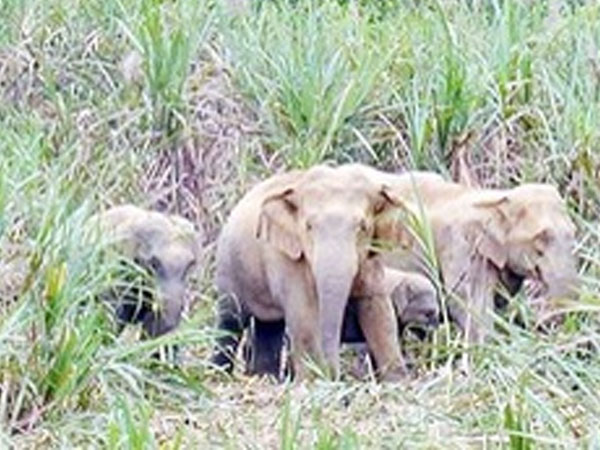Mùng 3 Tết vào rừng tìm bò, người đàn ông nghi bị đàn voi quật chết