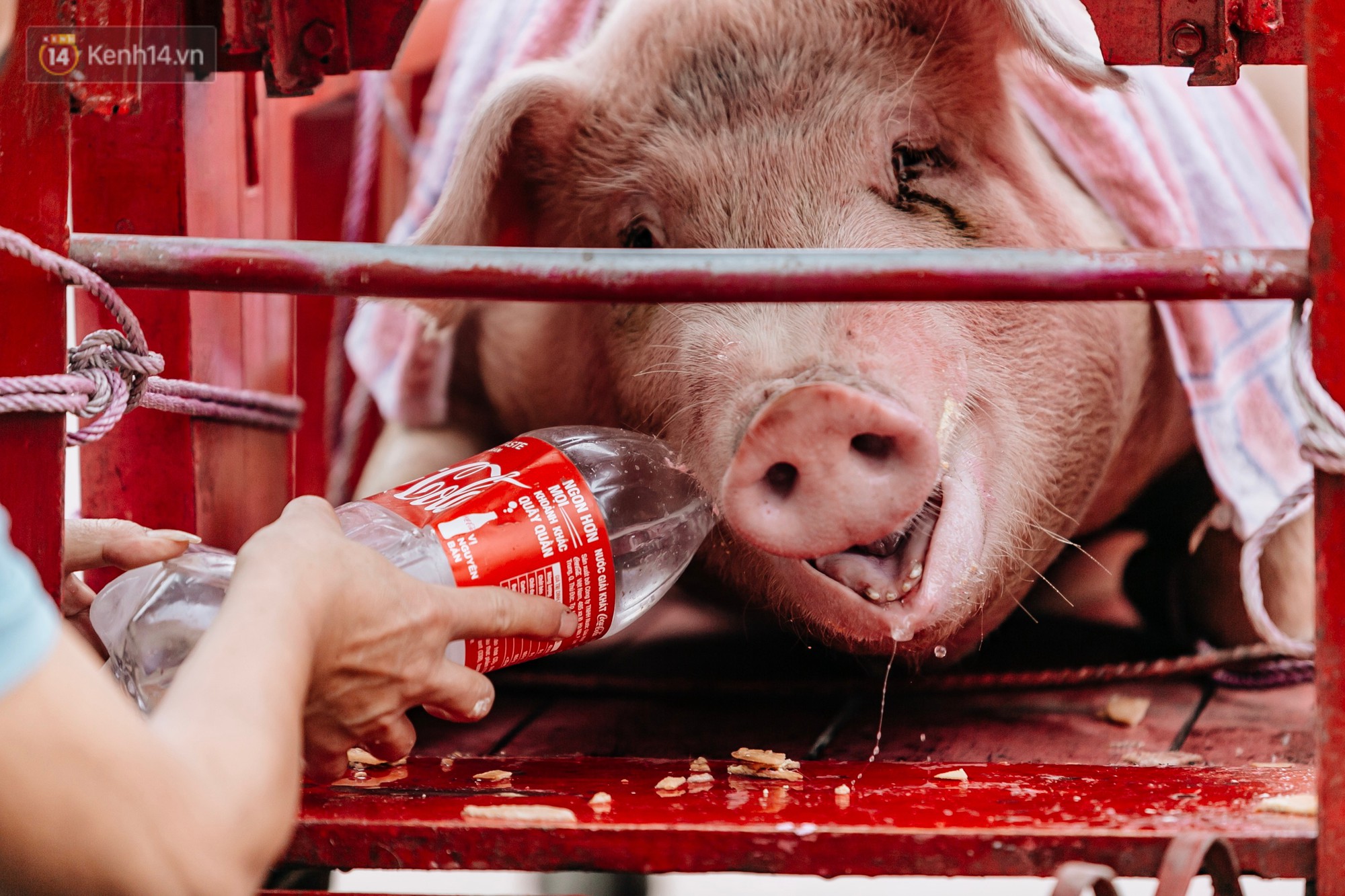 Video: Hàng trăm người dân tập trung chứng kiến nghi lễ chém lợn kín ngày đầu năm, máu 2 ông Ỉn chảy lênh láng