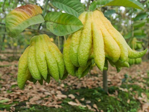 SỰ THẬT bất ngờ về quả phật thủ nhà nào cũng thờ: Người không ăn được tại sao dâng cúng tổ tiên?