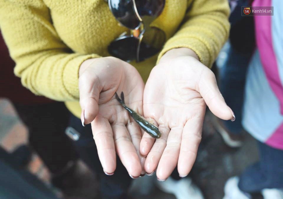 Hà Nội: Gần 10 tấn cá được hàng nghìn phật tử chuyền tay nhau trong lễ phóng sinh đầu năm