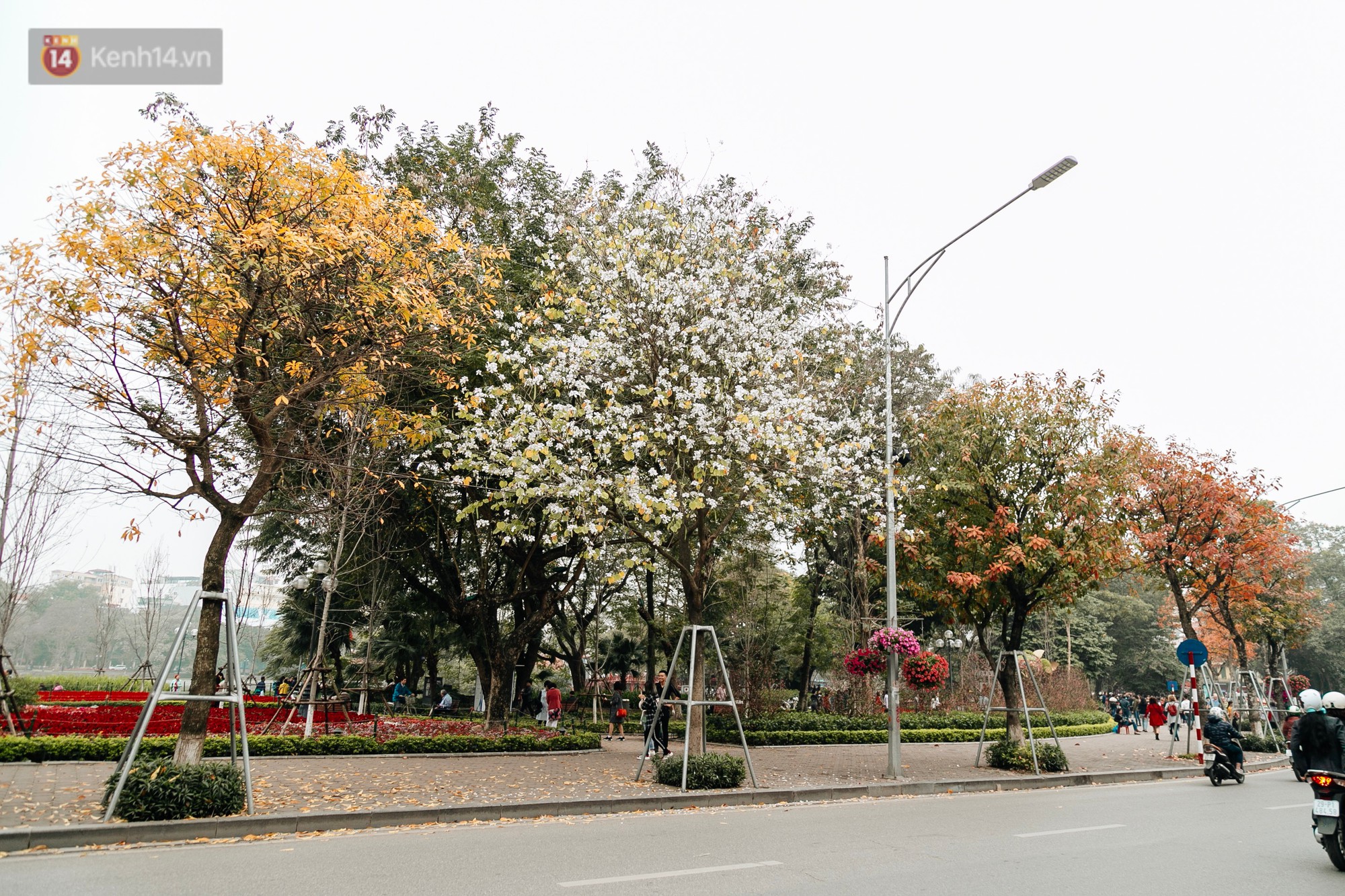 Hà Nội đẹp đến nao lòng mùa cây thay lá, màu vàng nên thơ phủ khắp phố phường