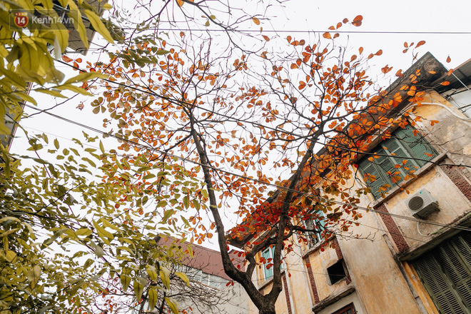 Hà Nội đẹp đến nao lòng mùa cây thay lá, màu vàng nên thơ phủ khắp phố phường