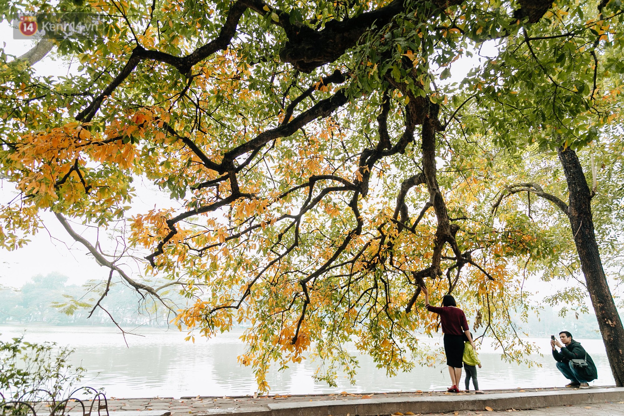 Hà Nội đẹp đến nao lòng mùa cây thay lá, màu vàng nên thơ phủ khắp phố phường