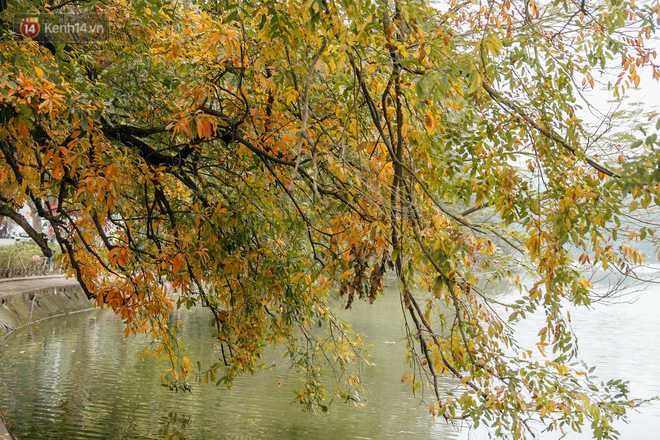 Hà Nội đẹp đến nao lòng mùa cây thay lá, màu vàng nên thơ phủ khắp phố phường
