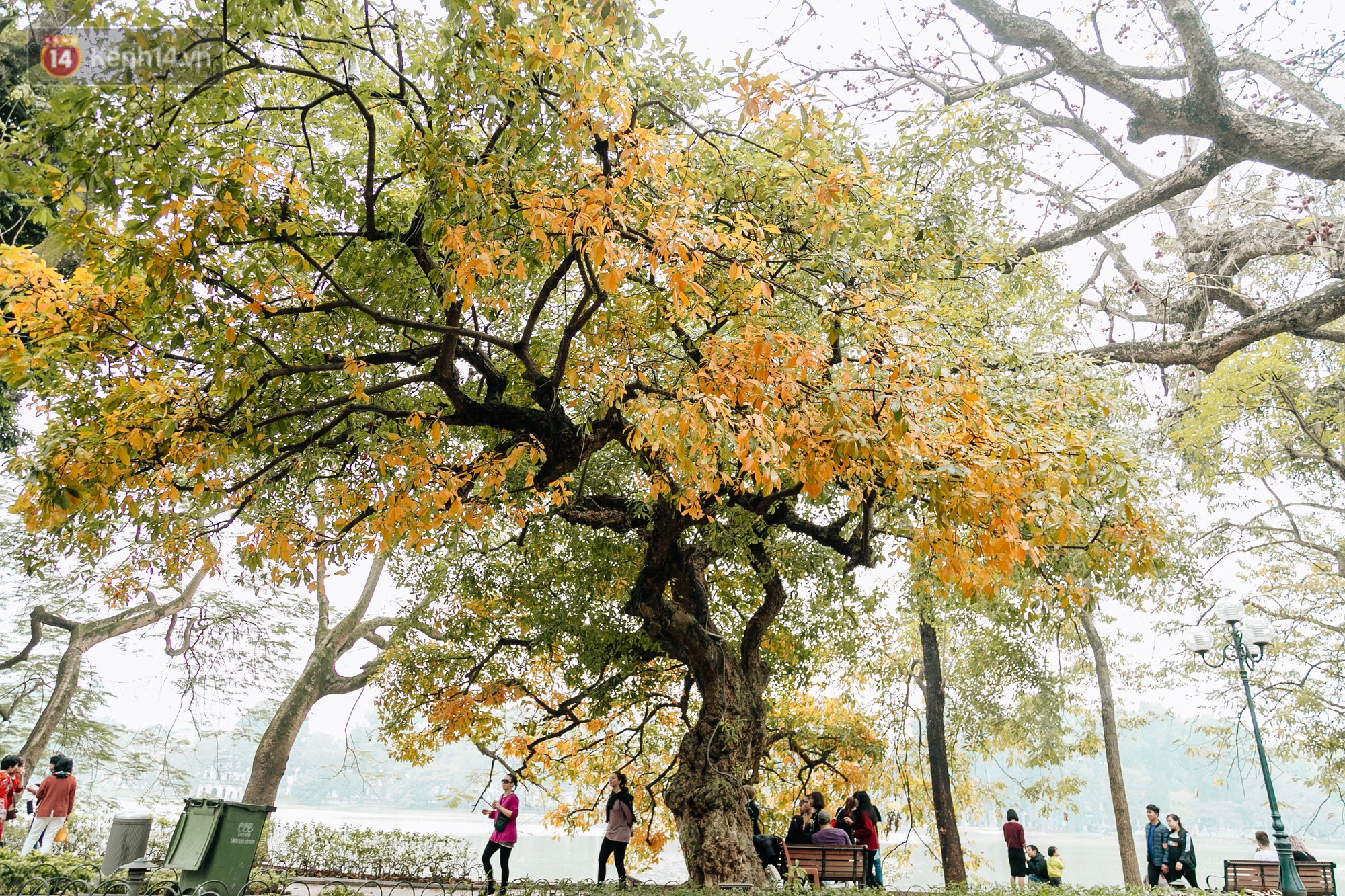 Hà Nội đẹp đến nao lòng mùa cây thay lá, màu vàng nên thơ phủ khắp phố phường