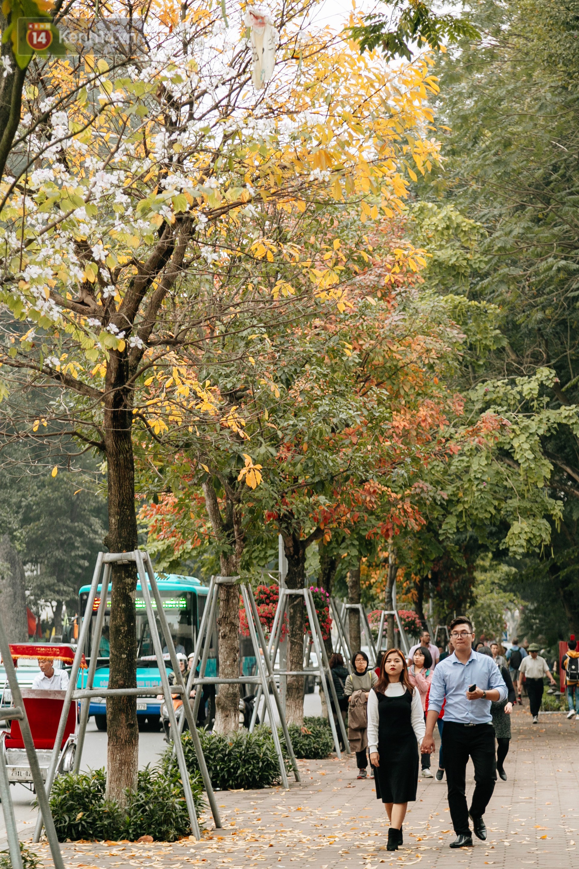 Hà Nội đẹp đến nao lòng mùa cây thay lá, màu vàng nên thơ phủ khắp phố phường