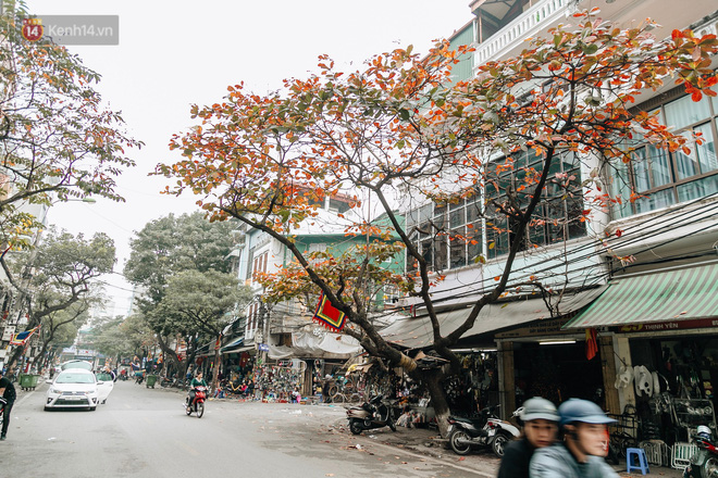 Hà Nội đẹp đến nao lòng mùa cây thay lá, màu vàng nên thơ phủ khắp phố phường