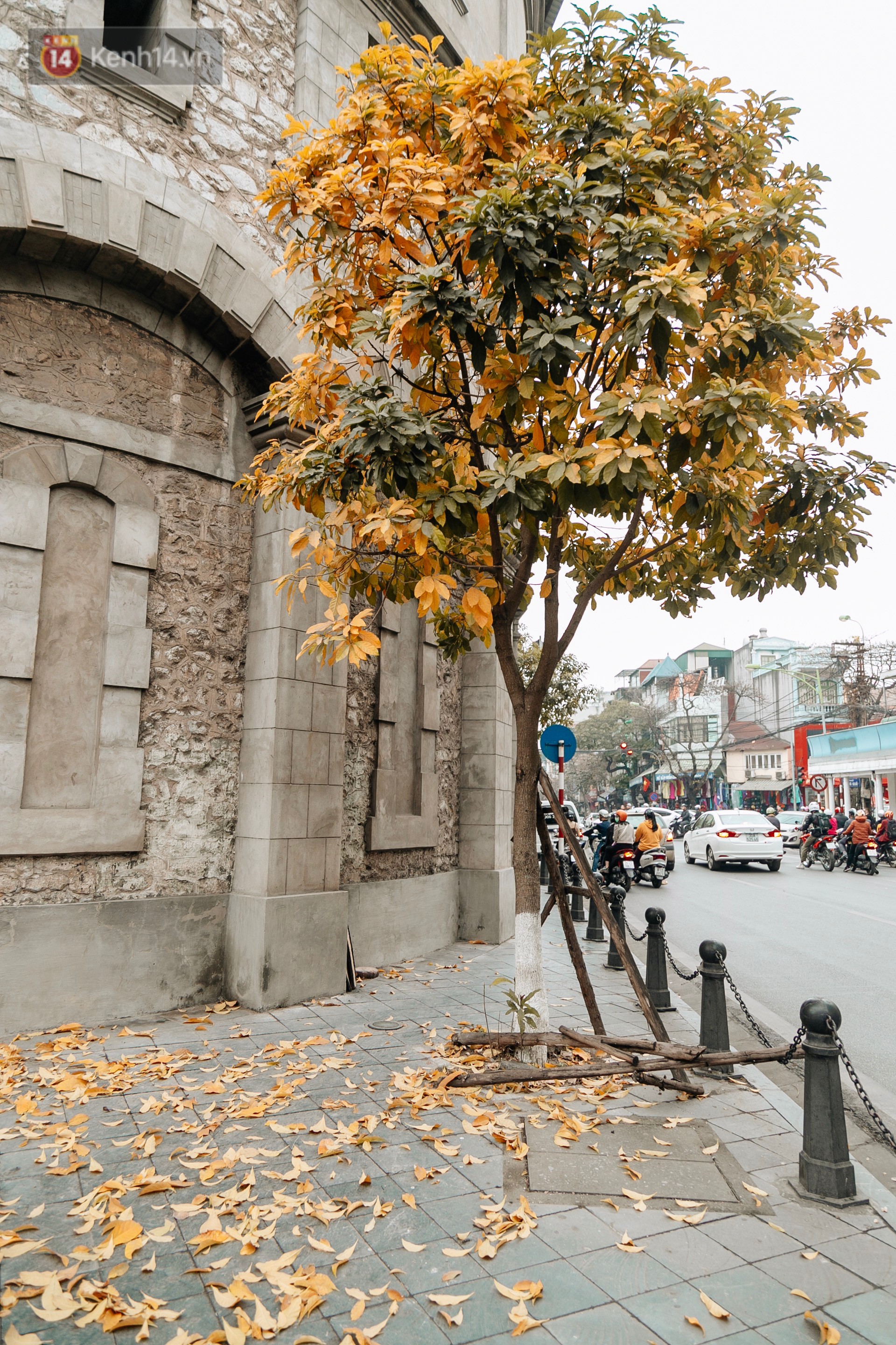 Hà Nội đẹp đến nao lòng mùa cây thay lá, màu vàng nên thơ phủ khắp phố phường