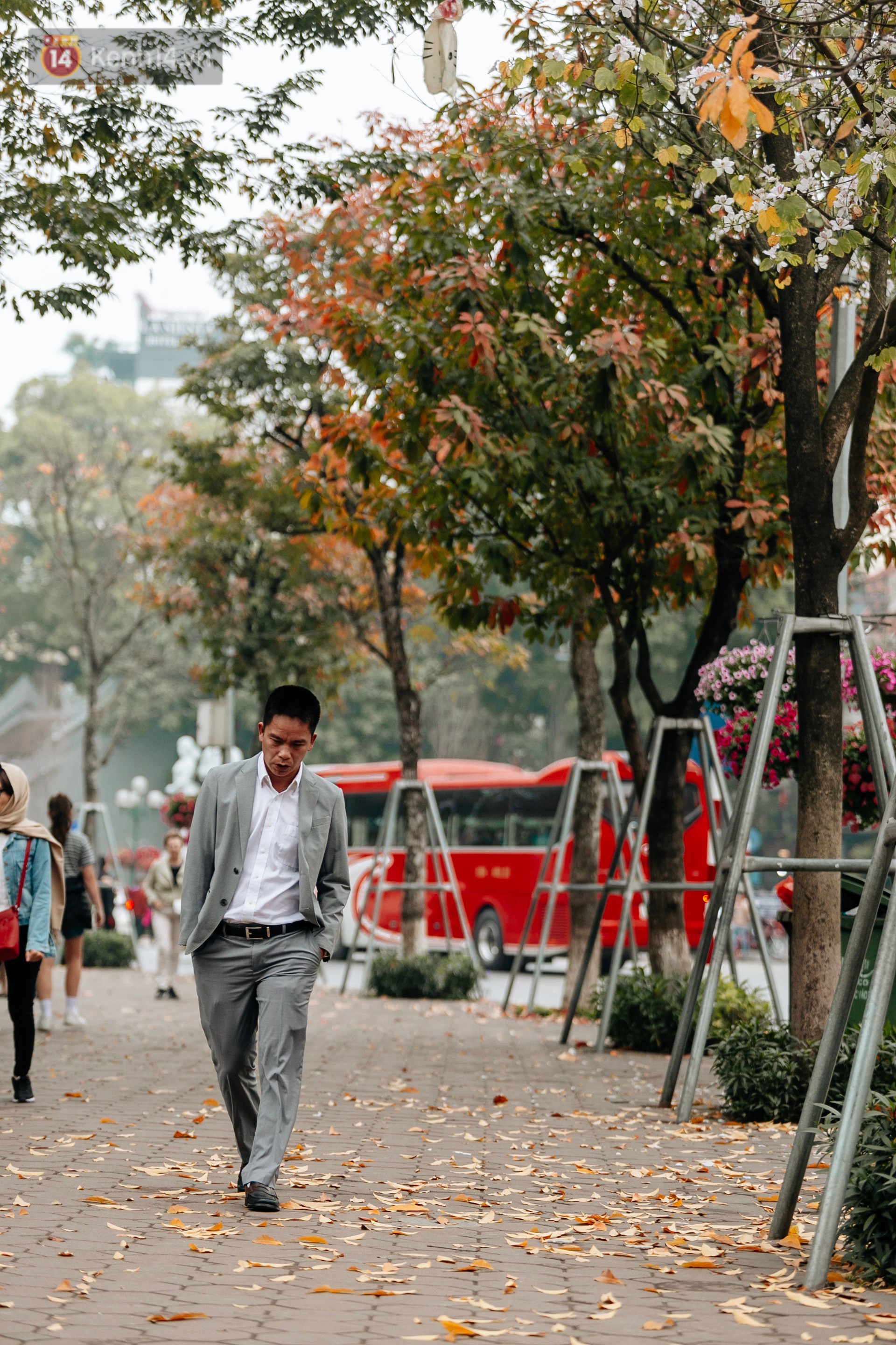 Hà Nội đẹp đến nao lòng mùa cây thay lá, màu vàng nên thơ phủ khắp phố phường