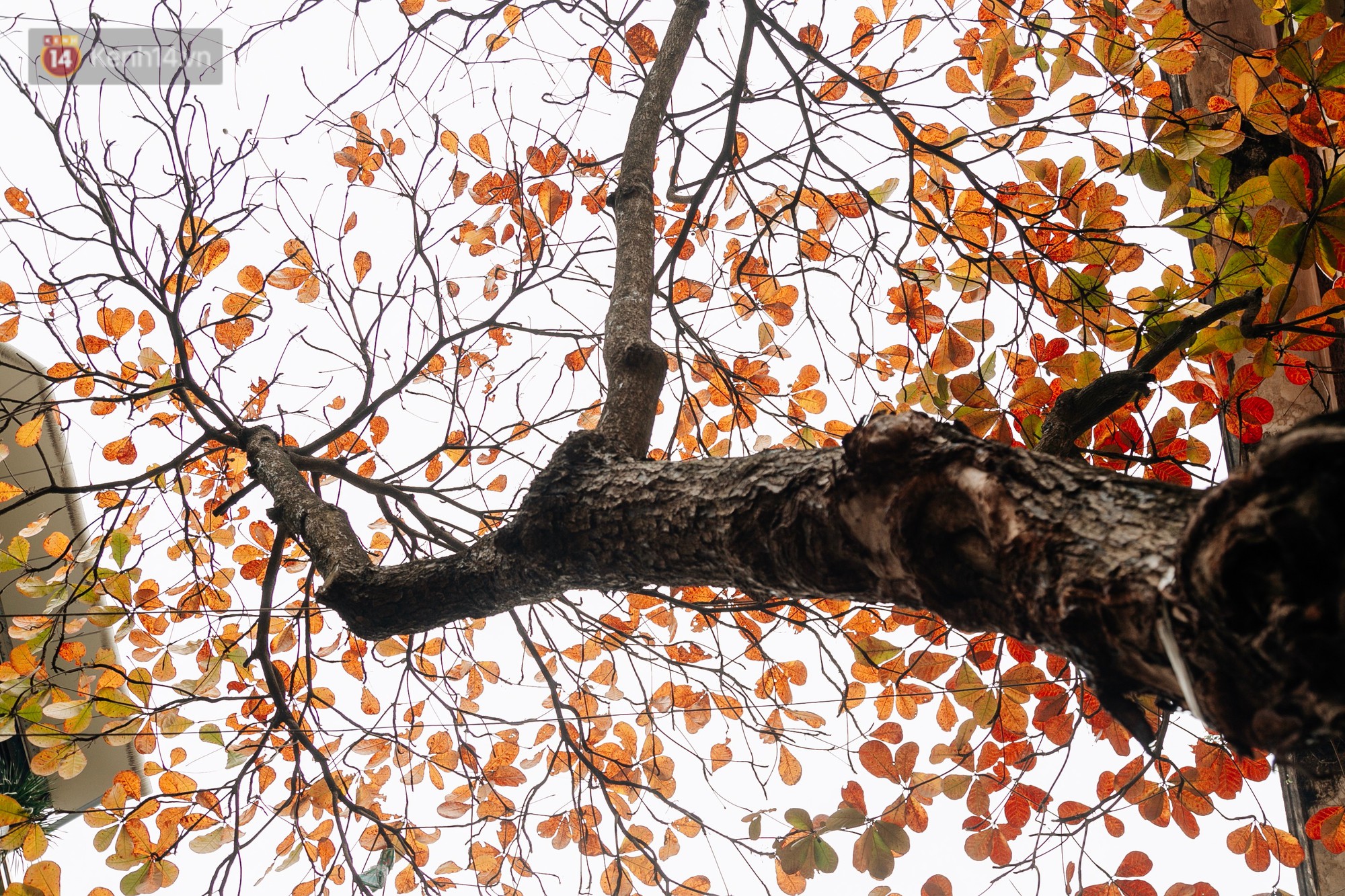 Hà Nội đẹp đến nao lòng mùa cây thay lá, màu vàng nên thơ phủ khắp phố phường