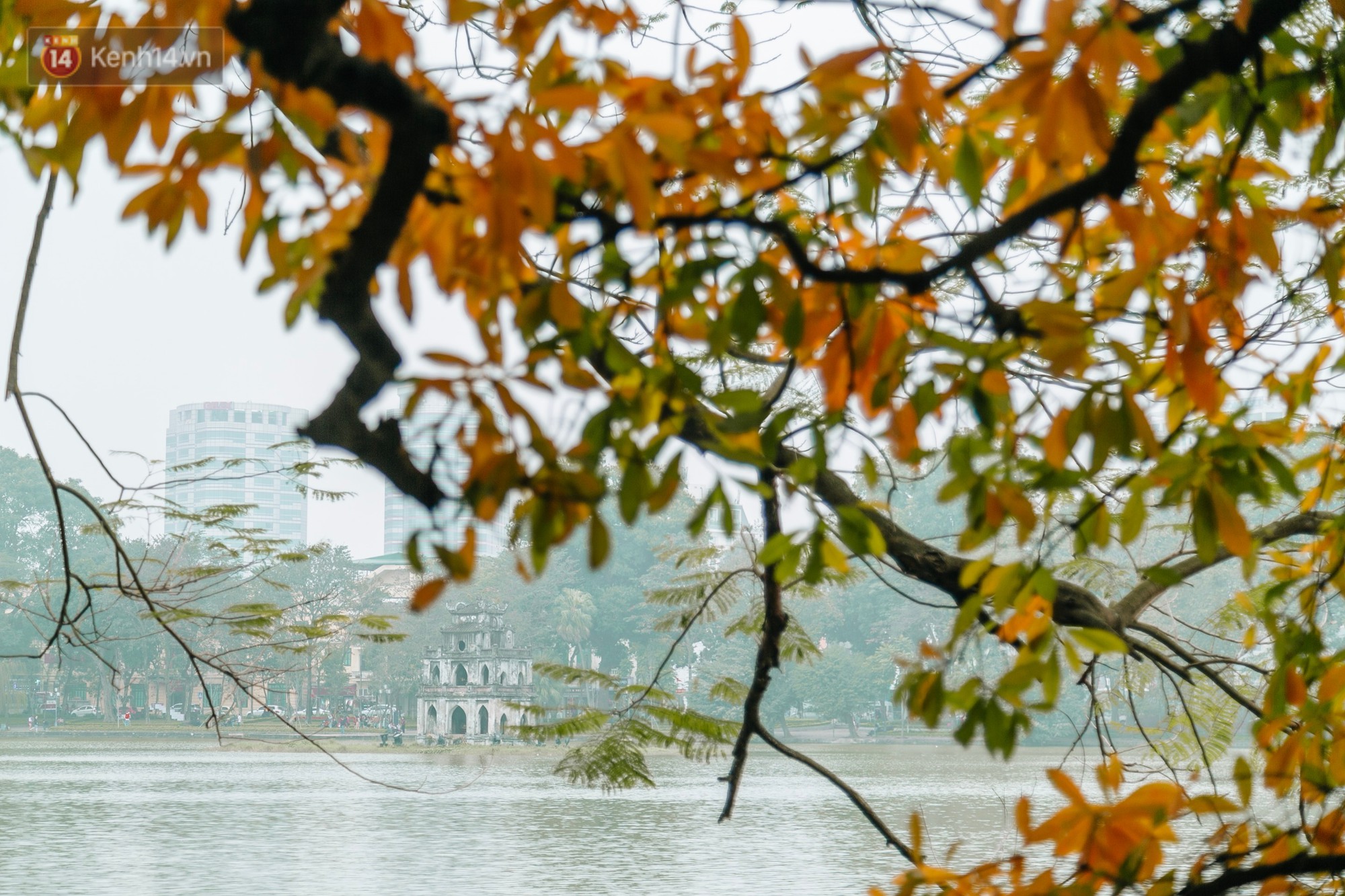 Hà Nội đẹp đến nao lòng mùa cây thay lá, màu vàng nên thơ phủ khắp phố phường