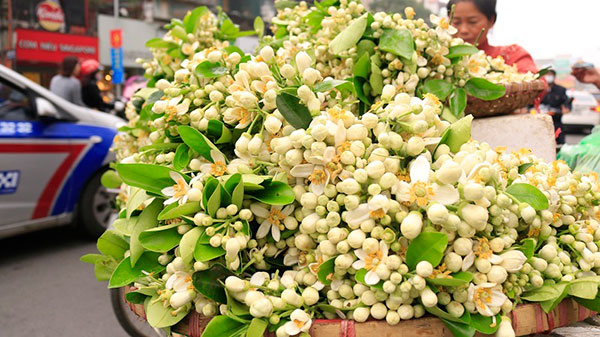 Đào phai, mai tàn, dân Hà thành chơi hoa bày đĩa nửa triệu/kg